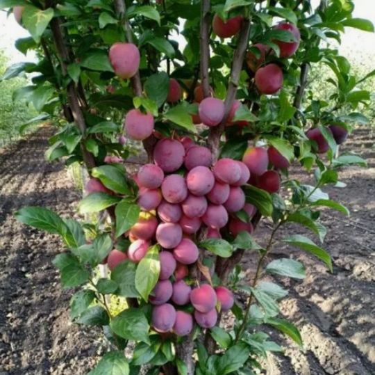 ������������ �����: ���� ����-������ ��� ������ ����