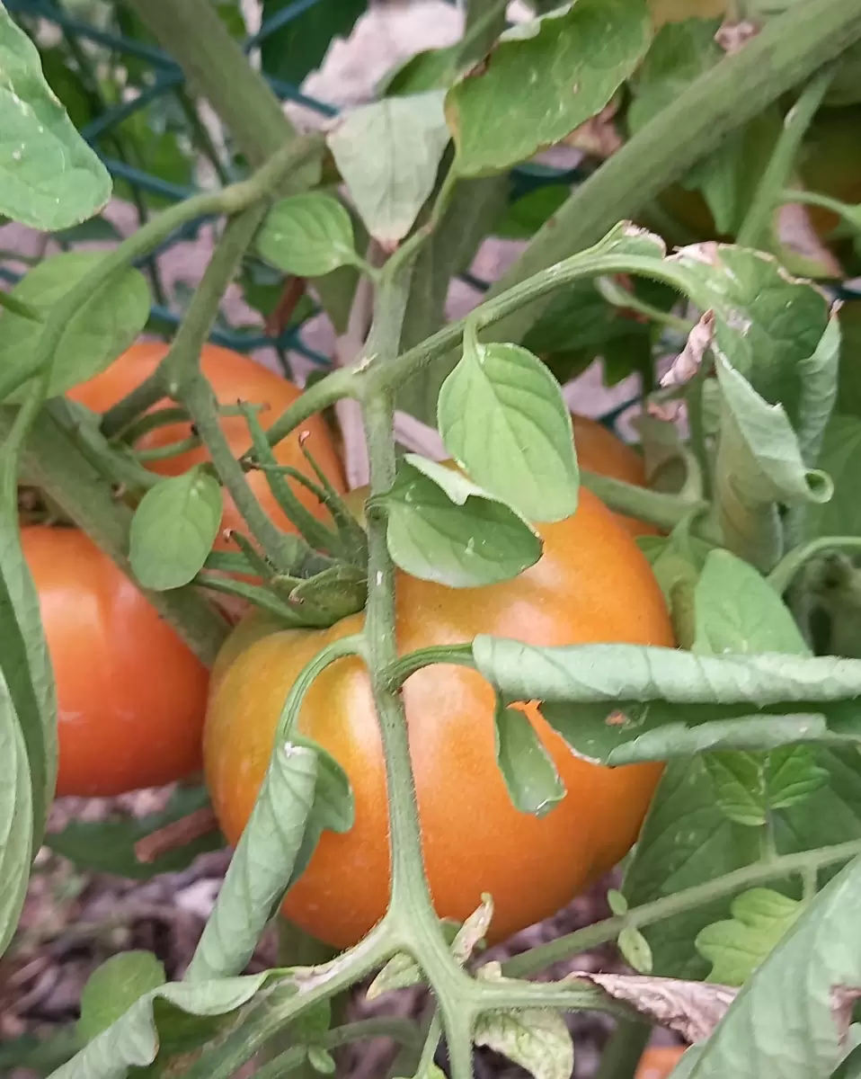 Почему урожай на дачах стал хуже: научные данные и причины