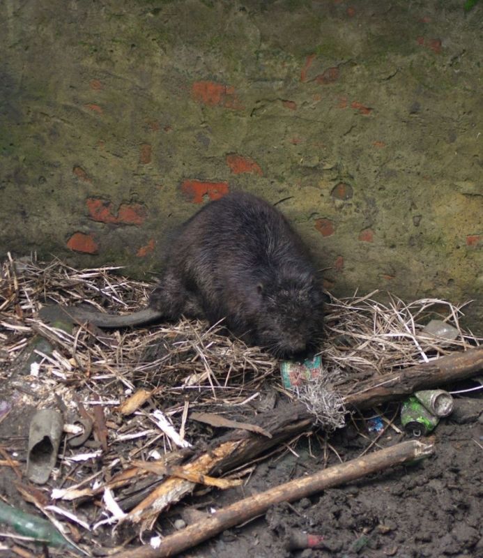 �� ������������ ���������� ������ �����