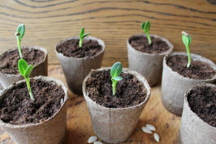 Как спасти рассаду: советы по устранению проблем на подоконнике