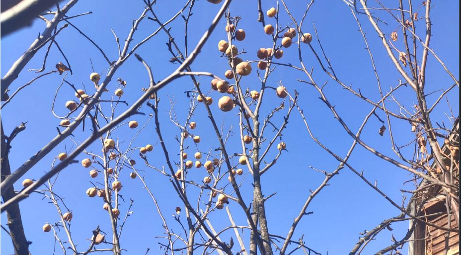 ������ ������: ��� ����������� ��� � ������� �������