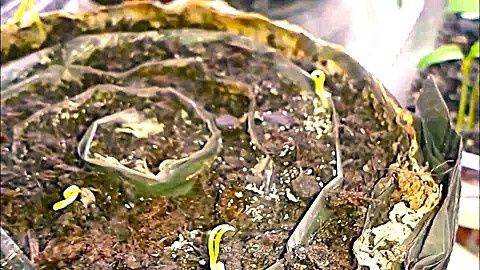 ������ �� ������� ������ ��������: �������� ������� � ������� �������