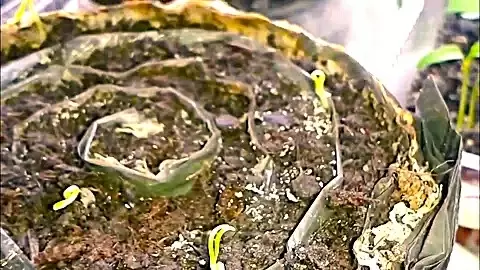 Почему не всходят семена баклажан: основные причины и способы решения