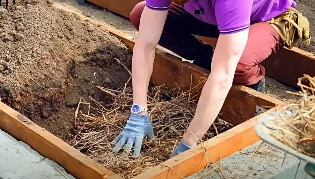 Сентябрь на огороде: как защитить грядки от вредителей и подготовить почву