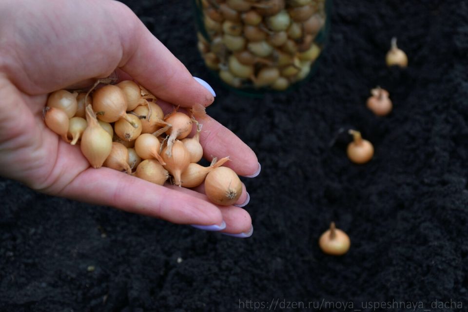 ��� ��������� �������� ������ ��� �����: ��� ������� ������� ��� ������ ������ � ������� �������