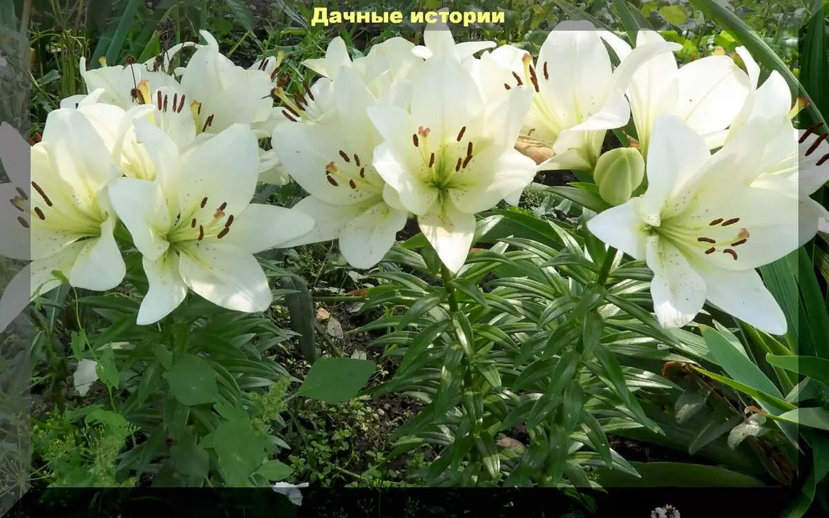 Как правильно ухаживать за лилиями весной для великолепного цветения