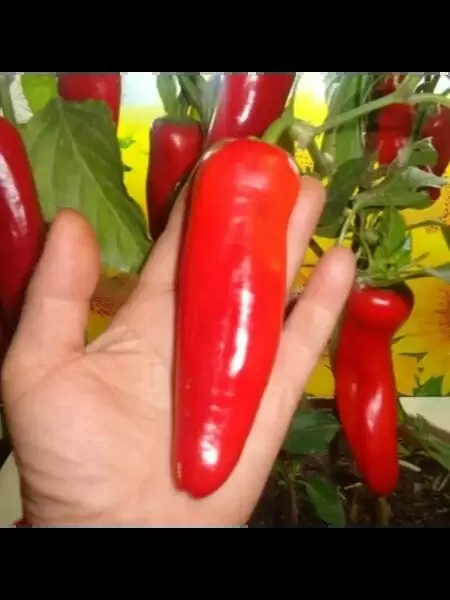 Перец Вихрь: вкусный и универсальный сорт для вашего огорода