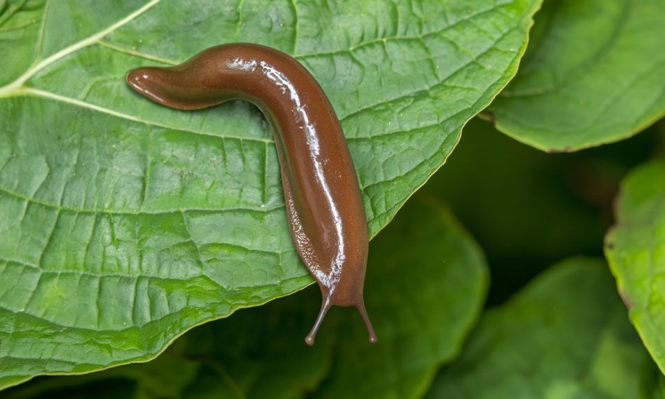 ��� �������� ���������� �� ������� �� �������: ������� �������� ������