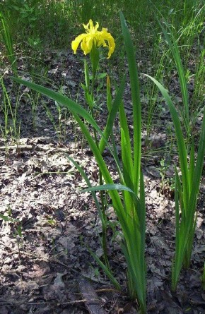 Король болот и его золотистый след под водой