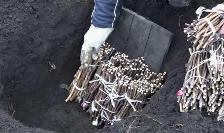 Как обеспечить долгожданный рост черенков: секреты успешного прикопа