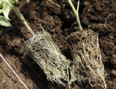 ��� �������� ������� ������ � �������