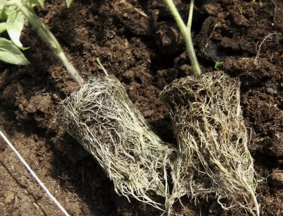 Как добиться крепких корней у рассады