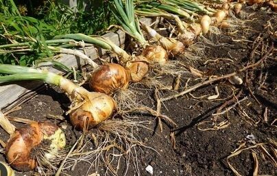 ��� ��������� �������� ���: ������ �� ������� ������� � �����