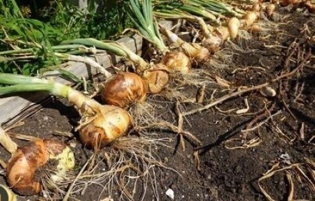 ��� ��������� �������� ���: ������ �� ������� ������� � �����