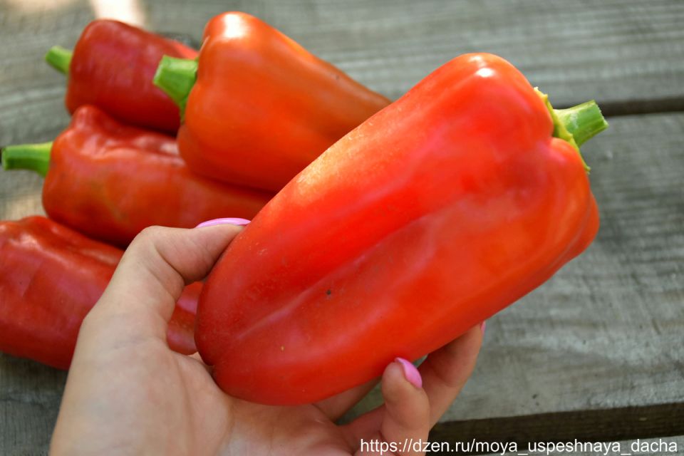 ����� �����: ����� ����� ������ ������� � ����������� �������