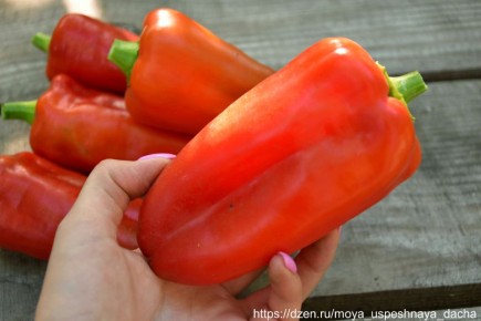 ����� �����: ����� ����� ������ ������� � ����������� �������