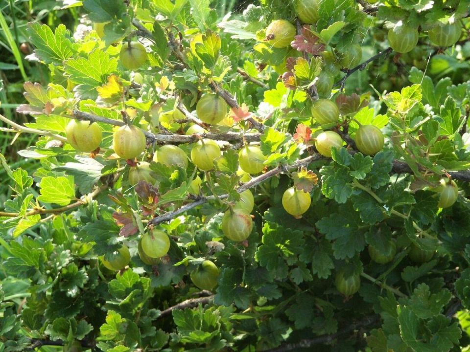 ������� ������� ������ ����������: ��� ��������� �������� � �������������