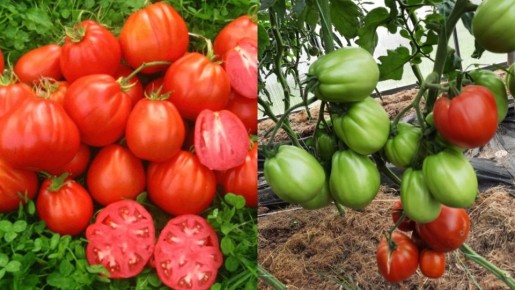 ���-5 ������� ������� ������� ��� ������: ��� ������� � ��������� ��������� ������