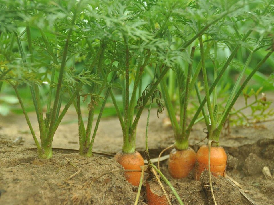 ������� ������ ��������� ������ �� �������� ����