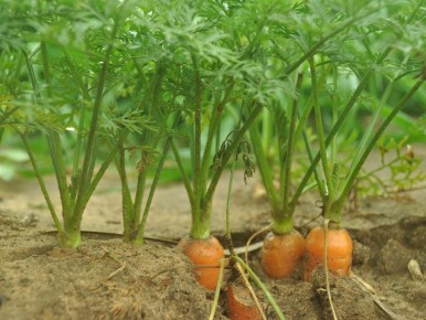 ������� ������ ��������� ������ �� �������� ����