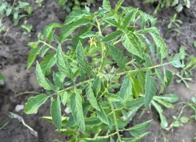 ��� ������ �������� �� ������� ����: ����������� ��������� ������