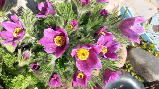 ������� ���������� �������� �������