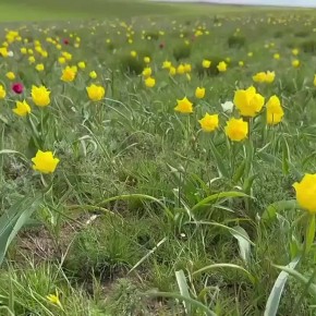 � ����������� ������� �������� ����� ��������