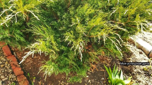 ��� ������ ��������� ������� ������������� ����������� ��� � �������� ��������