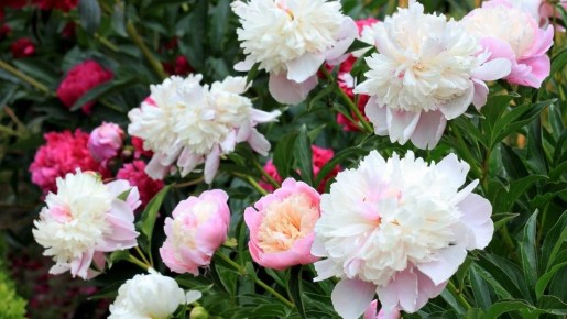 ��� ��������� ��������� �� ������� � ����� ����: ������ ��� ��������� ��������