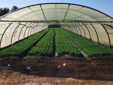 ������ �� ����������: ����� �������� ����� � �������