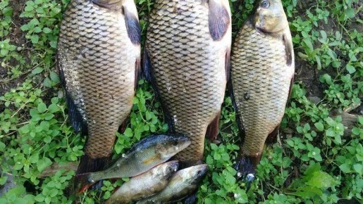 ����� �������� ������� ����� �� ������������� ������ �������� �������� � ����