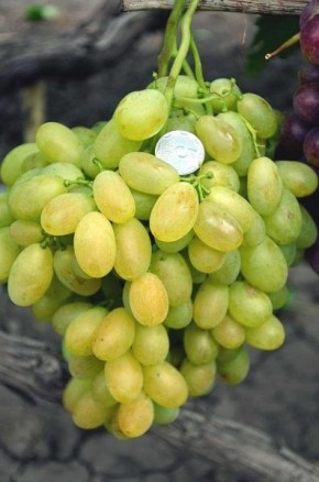 �������: ������������ �������� � ������ ������� � �������� �������