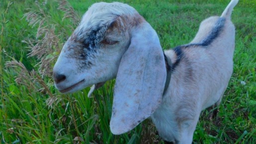 ��������� ����: ��� � ����������