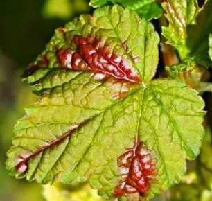 �������� ���: ������� ���� ���������