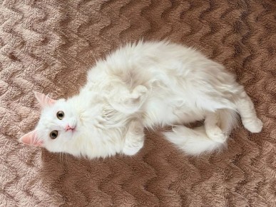 �� ������� 28 ������ � ����������� ������� �������������� ������� �����*