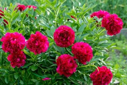 ���� �� ������� � ������ ������: ������������ ���������