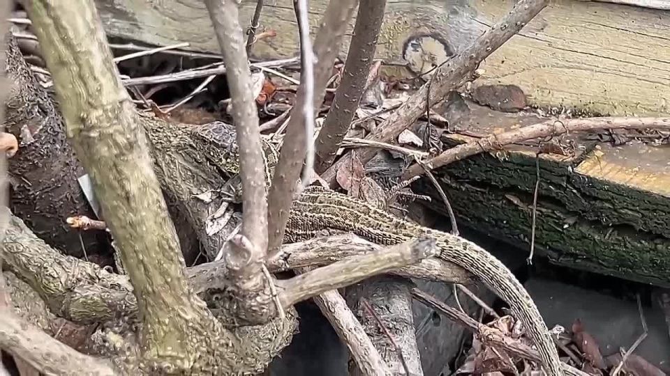 ���� � ������� ��������� ��� ������ ������ ��������