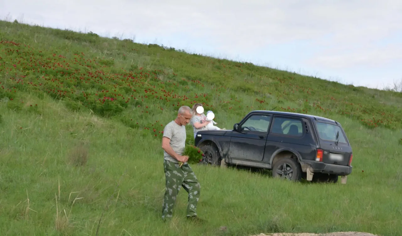 В Воскресенском районе жители собирают букеты из краснокнижных цветов В Воскресенском районе жители собирают букеты из краснокнижных цветов