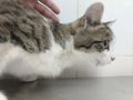 Ветеринары "сняли" кота Нолика с