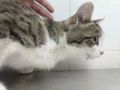 Ветеринары "сняли" кота Нолика с