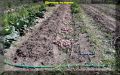 Как правильно сажать картофель: советы для успешного урожая