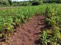 Как правильно подготовить почву для картофеля: секреты осеннего ухода