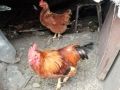 Теплица как идеальный зимний курятник для вашей птицы