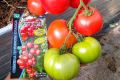 Томаты сорта Герман: секреты успешного выращивания и их неповторимый вкус