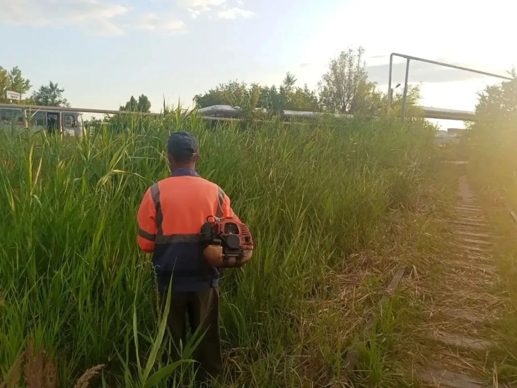 Покос камыша и сорной растительности Сотрудники МКУ «Городское хозяйство» ежедневно проводят работы по покосу камыша, используя как ручной, так и механизированный способы Покос камыша и сорной растительности Сотрудники МКУ «Городское хозяйство» ежедневно проводят работы по покосу камыша, используя как ручной, так и механизированный способы