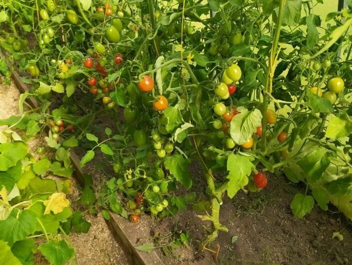 Опрыскивание томатов: секреты успешной внекорневой подкормки в июле