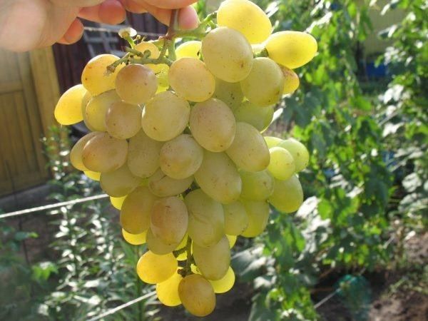 Галия: новый взгляд на любимый виноград