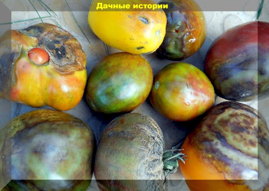 Томаты без фитофторы: эффективные способы защиты и профилактики