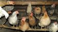 Нежелательный запах в сарае: эффективные методы устранения без химии