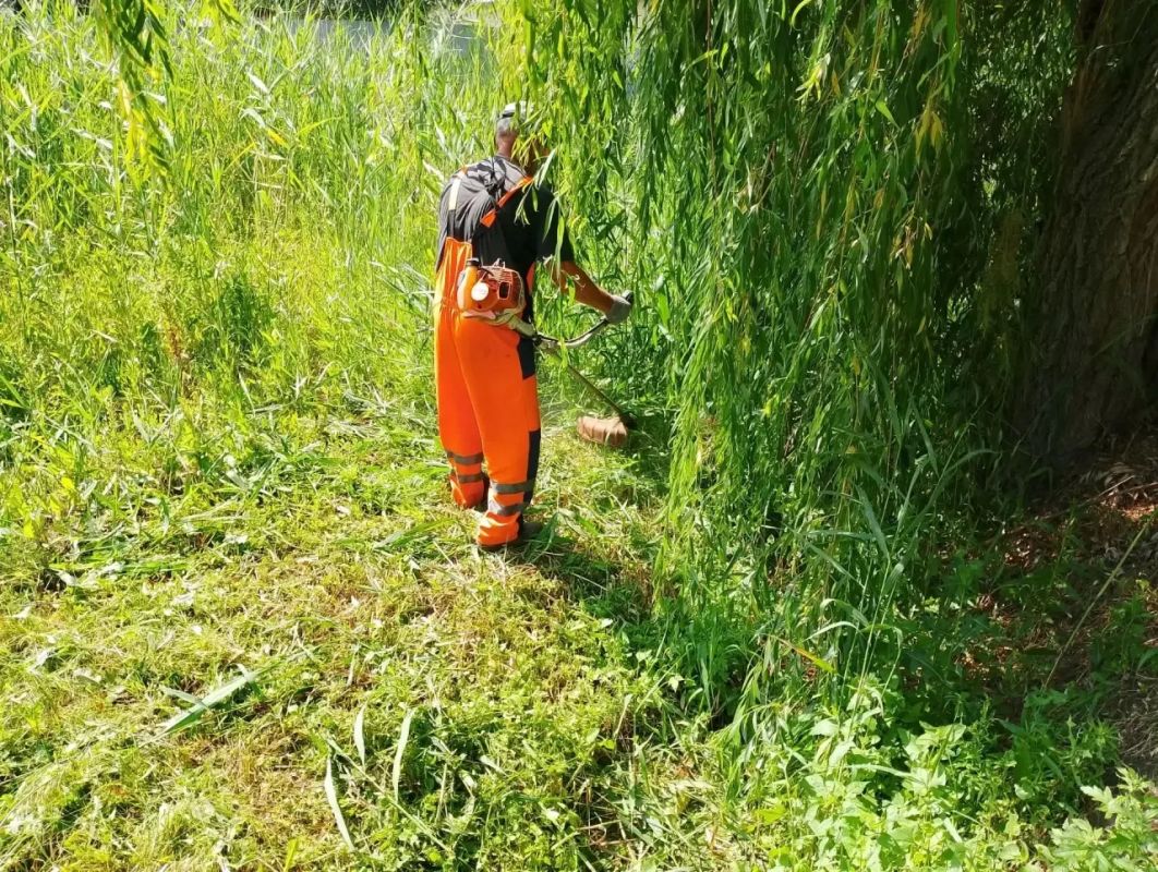 Покос камыша и сорной растительности Сотрудники МКУ «Городское хозяйство» ежедневно проводят работы по покосу камыша, используя как ручной, так и механизированный способы Покос камыша и сорной растительности Сотрудники МКУ «Городское хозяйство» ежедневно проводят работы по покосу камыша, используя как ручной, так и механизированный способы